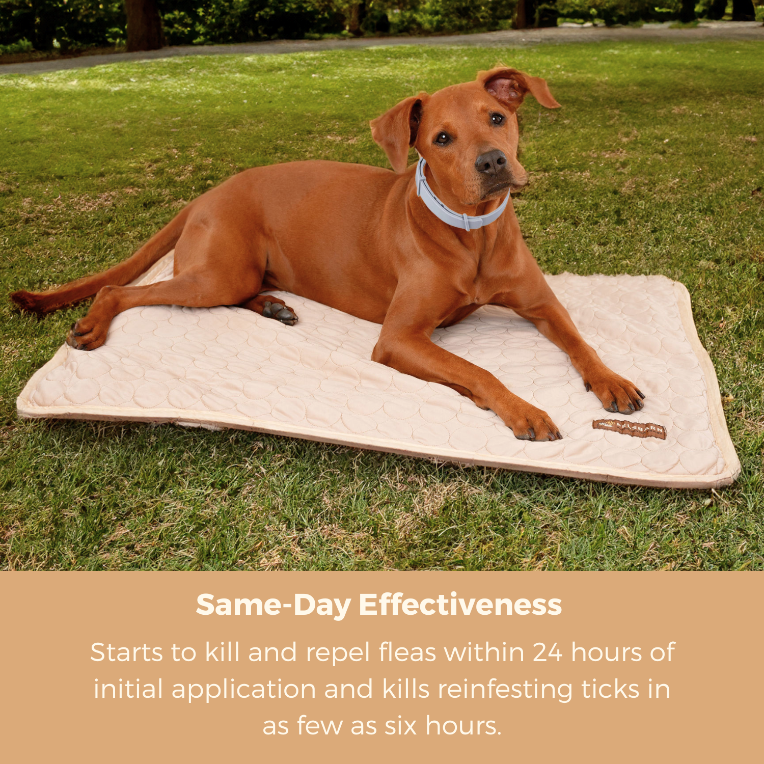 Natural Flea & Tick Prevention Collar - Zark Pet