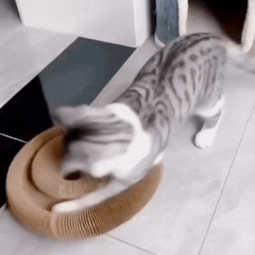 Griffoir interactif pour chats - Zark Pet
